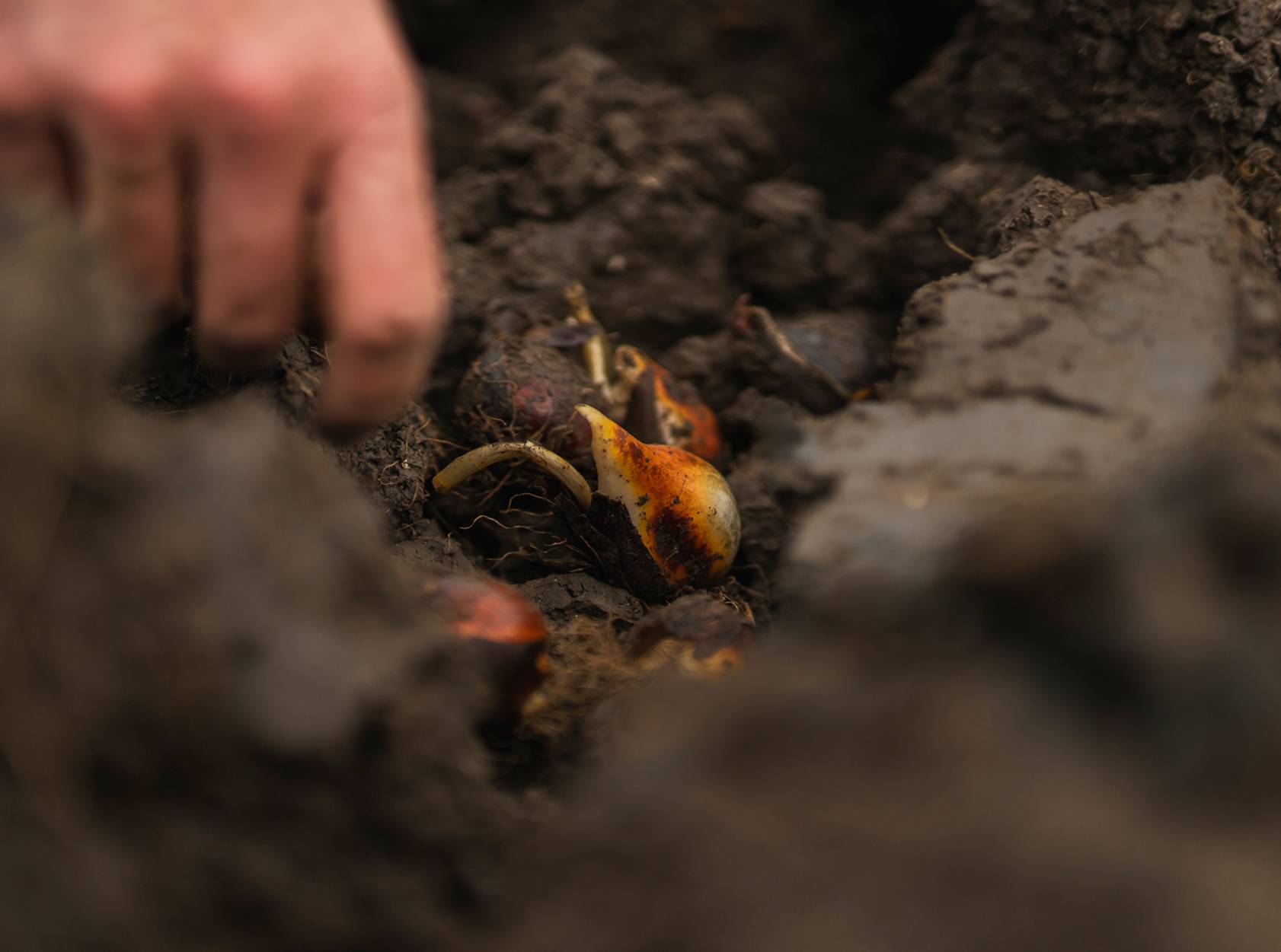 Ronico bol tot schap bollenteelt