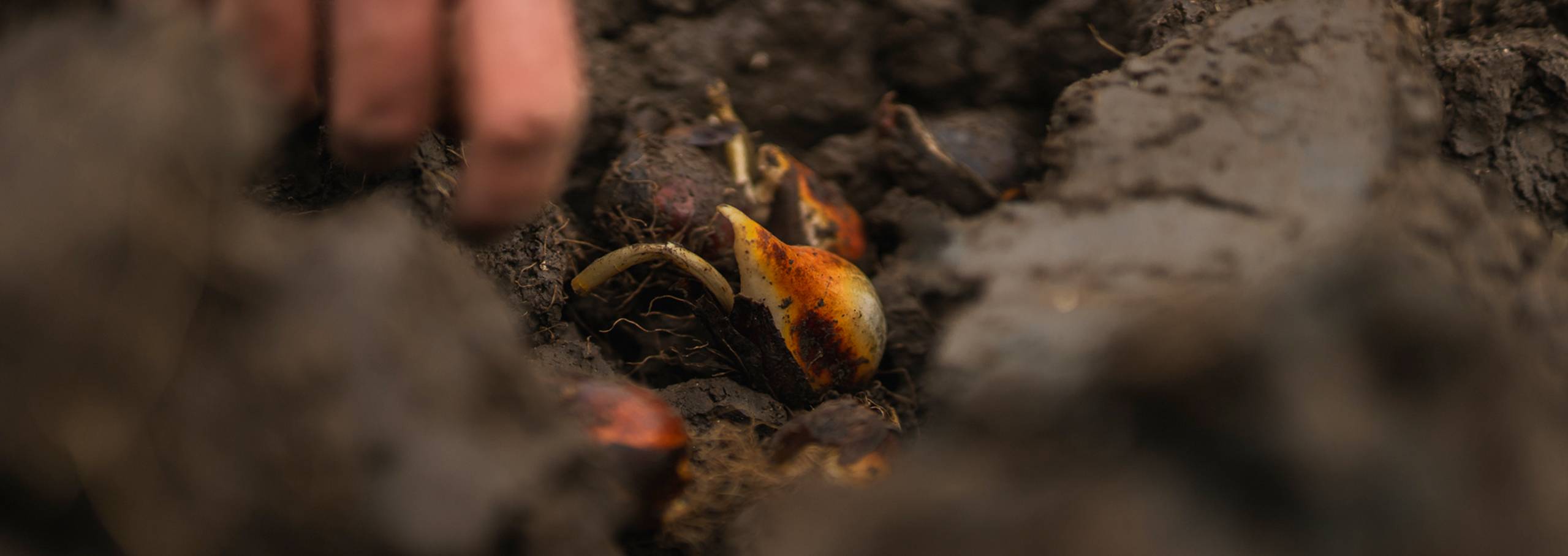 Ronico bol tot schap bollenteelt